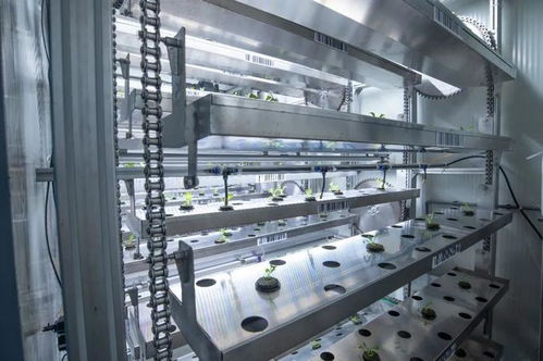 2024光明多多垂直農業挑戰賽決賽啟動 京滬魯6支隊伍爆改集裝箱,比拼ai種菜